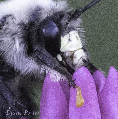 Miner Bee with Pollinia